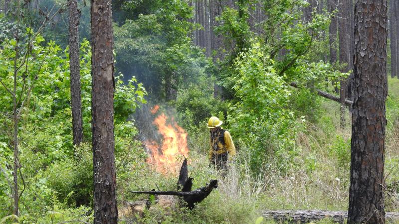A park ranger manages a prescribed fire at Falling Waters State Park.