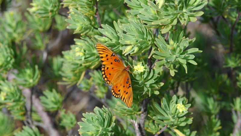A view of an orange and black butterfly perched on a bush.