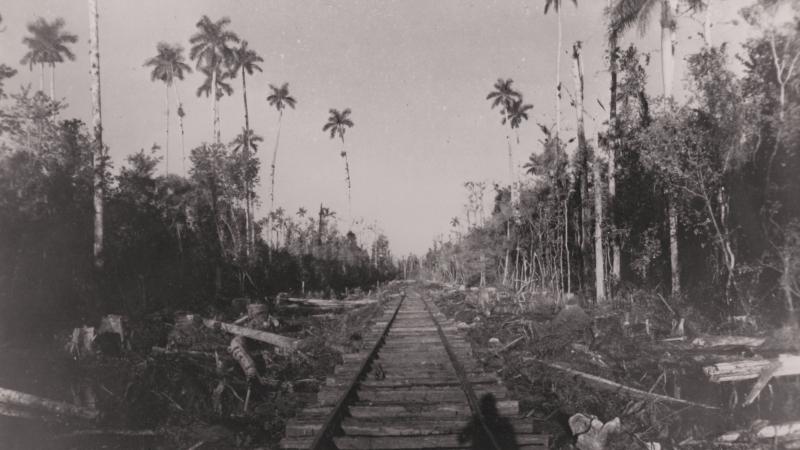 Logs, a train track and royal palms.