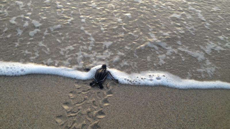 This is a photo of a leatherback hatchling entering the ocean.