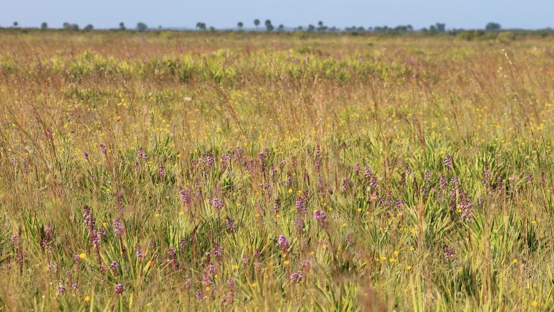 Dry Prairie in Bloom