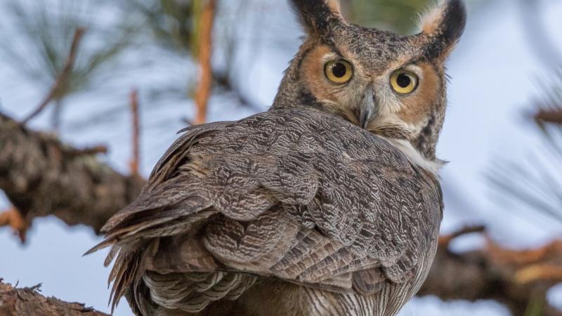 Great Horned Owl on a tree branch staring at the camera 