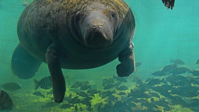 Manatee at Homosassa Springs underwater observatory with numerous fish