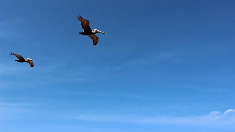 Two brown pelicans in flight at North Peninsula