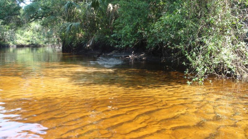 Little Manatee River, a beautiful pristine blackwater stream
