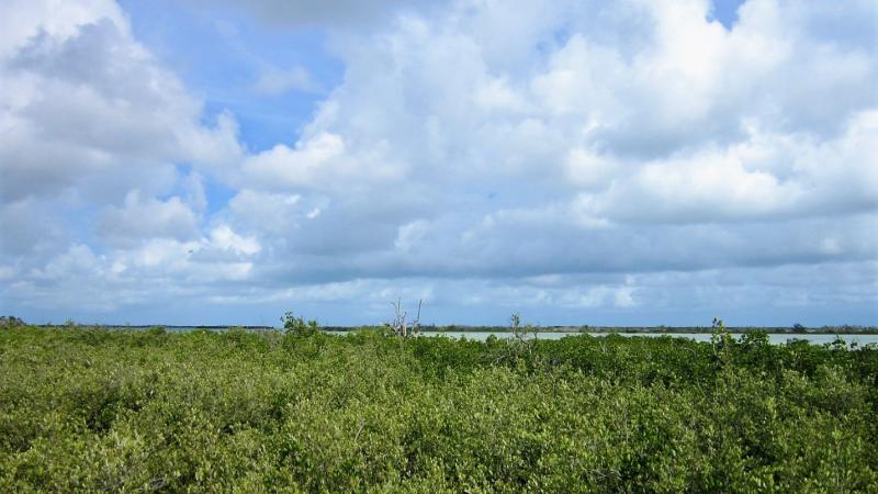 Lush mangroves lead out to blue sky