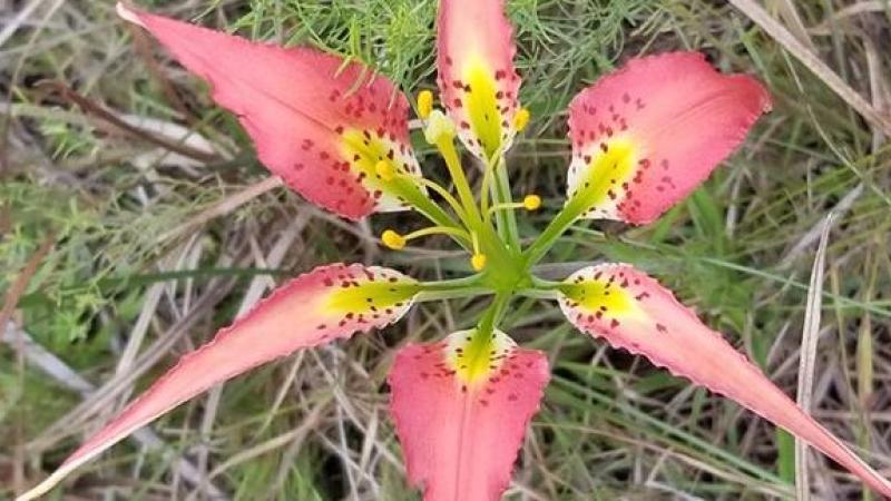 A pink pine lily.