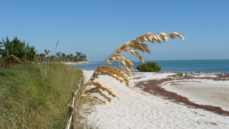 Beach view of sea oats