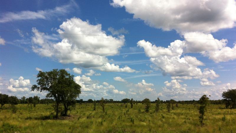 Wiregrass and longleaf pines are seen against a blue sky with white clouds.