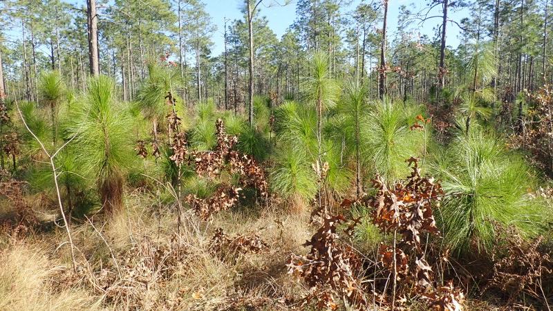 Young longleaf pines are seen alongside the Sandhill Trail at Suwannee River State Park.