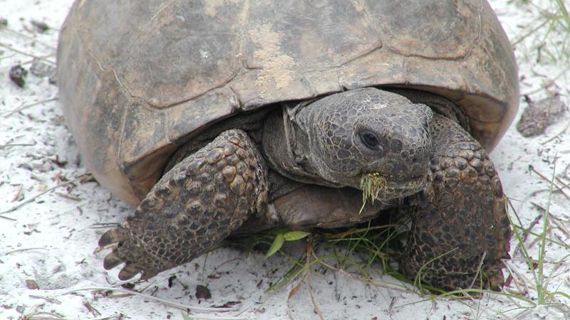 A large gopher tortoise. 