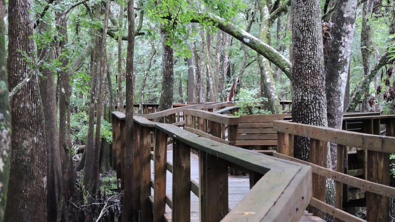 image of the wooden boardwalk winding between cypress trees at manatee springs.