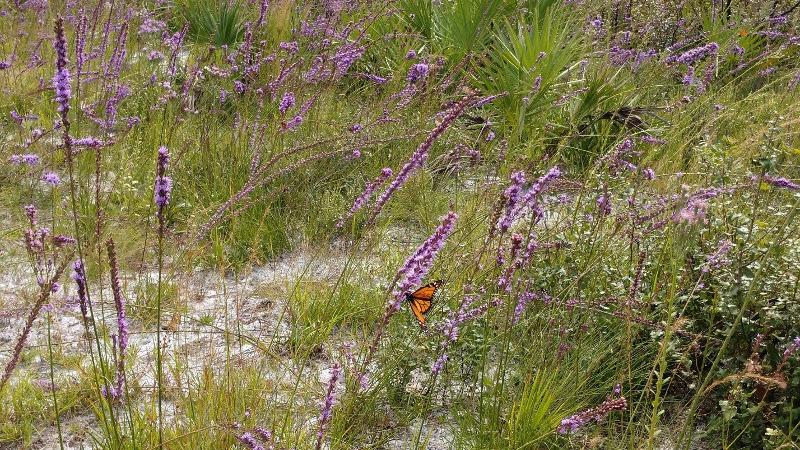 a small orange butterfly perches on a pink flower on a sand dune.