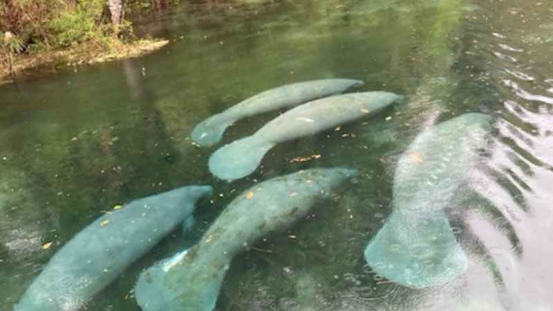 Manatees swimming at Silver Springs State Park.