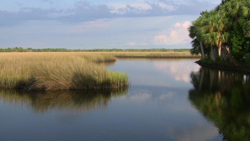 Image of a stand of palm trees by the still and calm water of the salt marsh.