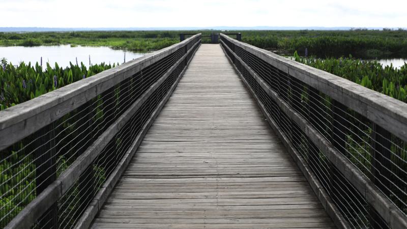 Image of boardwalk trail at paynes prairie preserve state park.