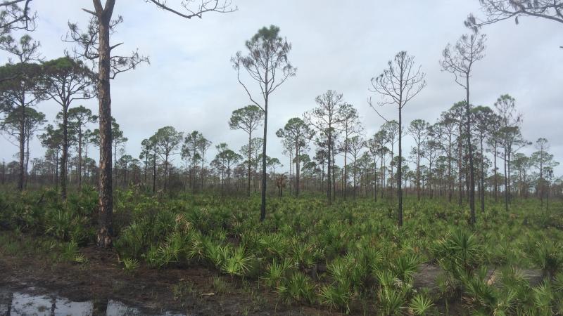 The landscape shows re-growth following a prescribed fire.