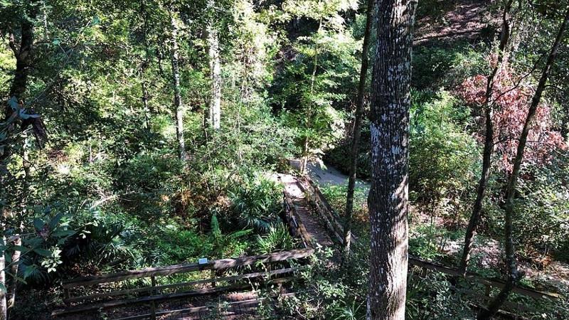 a wooden boardwalk descends into a green leafy ravine