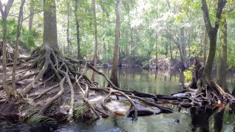 a tree with extended roots sits on top of a riverbank