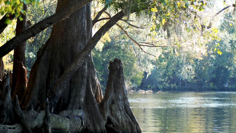 a cypress tree and root stick out of the river