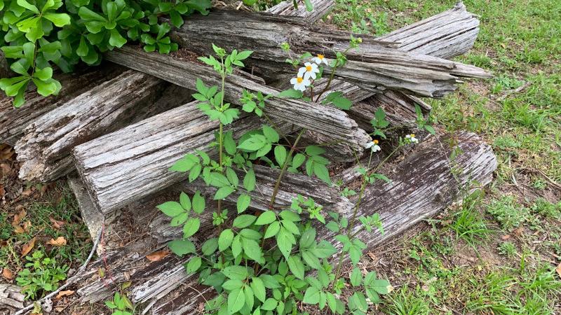 a pile of old firewood overgrown by weeds and white flowers