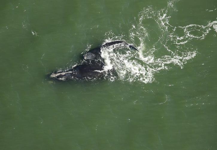 North Atlantic Right Whales Halo and her calf swimming in the Atlantic