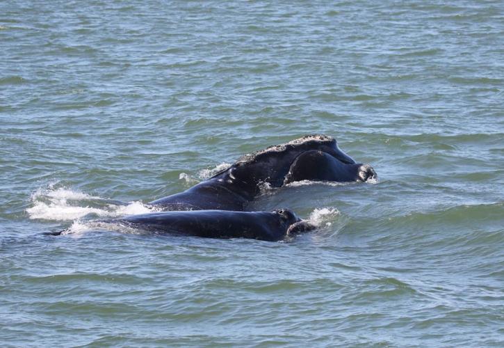 North Atlantic Right Whales Halo and her calf swimming in the Atlantic
