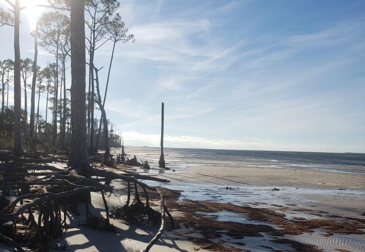 A view of the shoreline along the Apalachicola Bay.