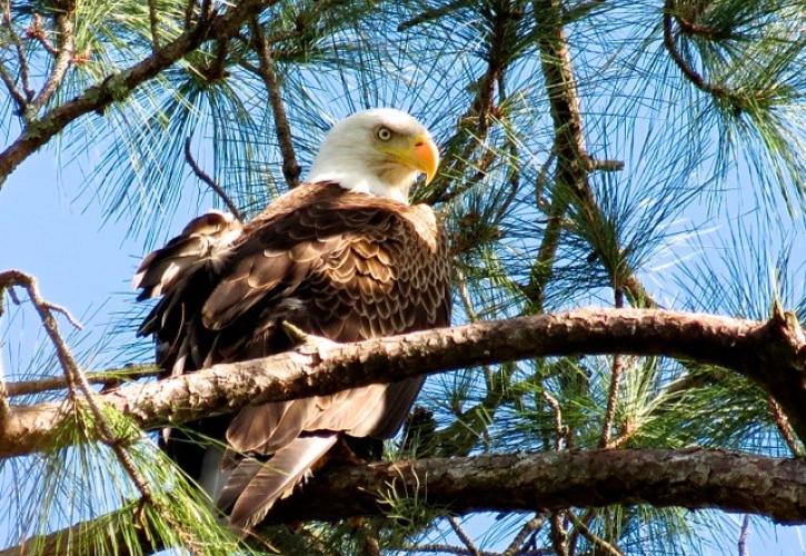 Lower Wekiva River Preserve Bald Eagle