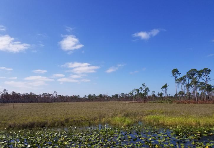 Wetlands at SSRPSP