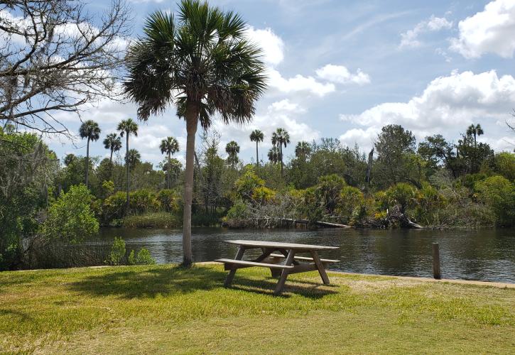 Picnic table next to palm tree on the river bank. 