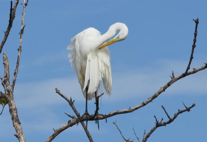 Bird at Terra Ceia Preserve State Park