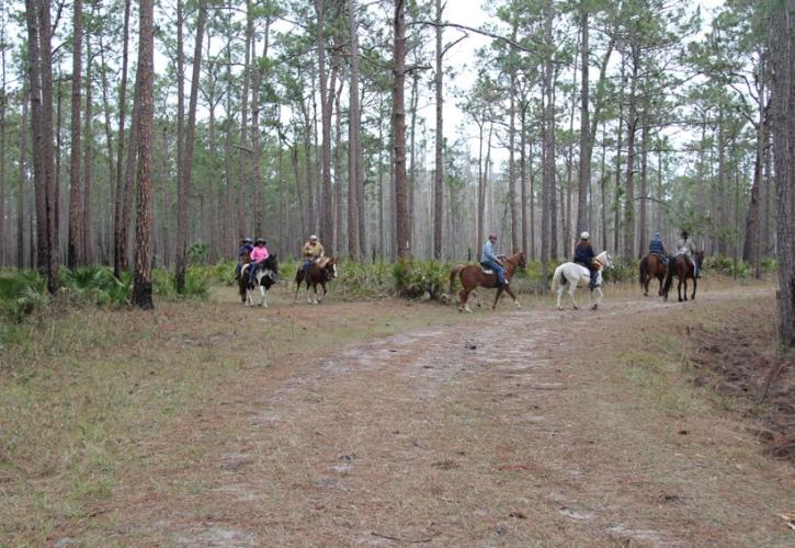 Multiple Horse riders on a flatwoods trail
