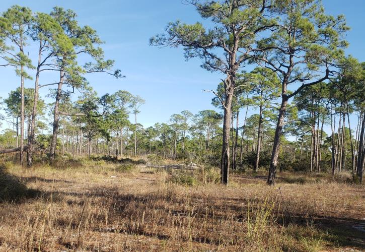 A view of the brush and trees along a trail.