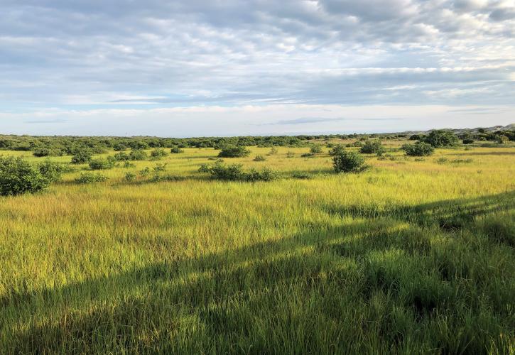 Field at Anastasia State Park