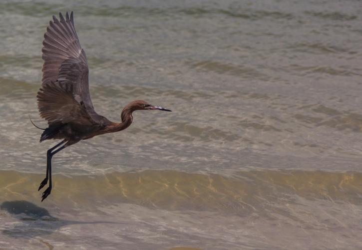 An egret taking flight on the beach shore.
