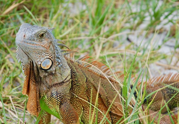 A view of an iguana among the grass.