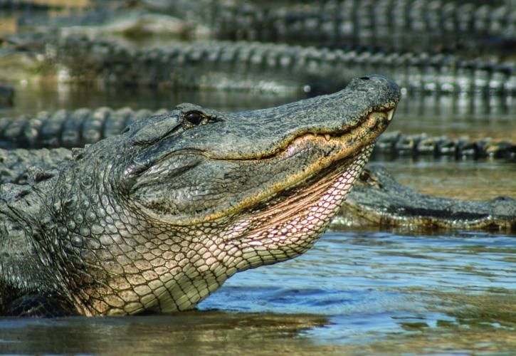 Alligator on River Bank
