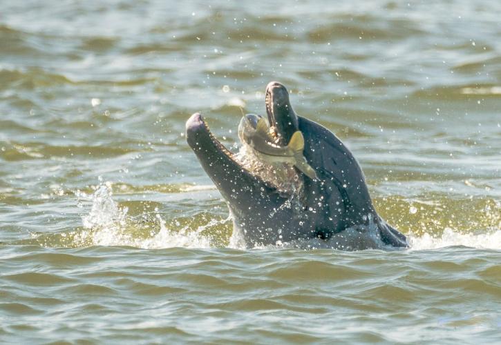 Dolphin catching a fish