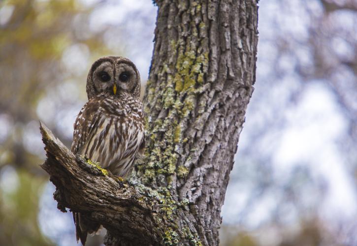 Barred Owl at Wekiwa Springs