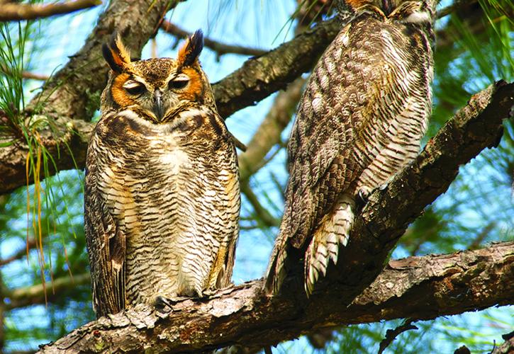 A pair of owls resting on a tree branch