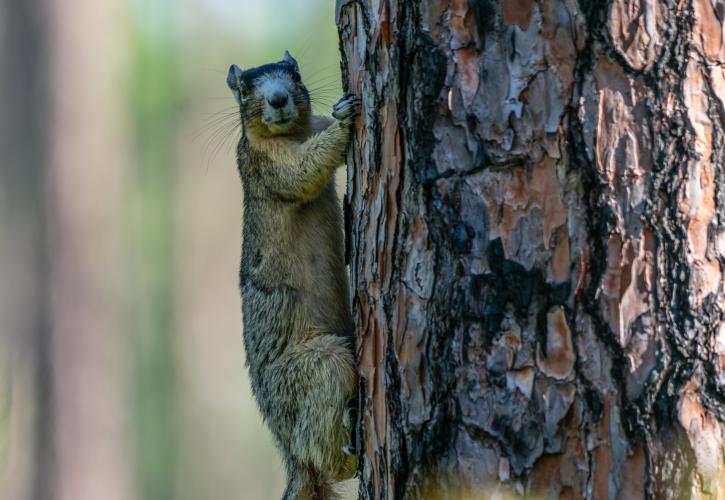 Fox squirrel on a pine tree