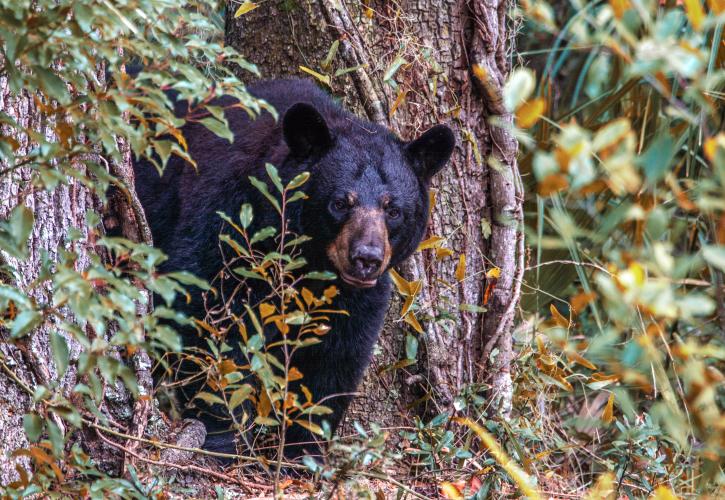 A bear peeks out from behind a tree.