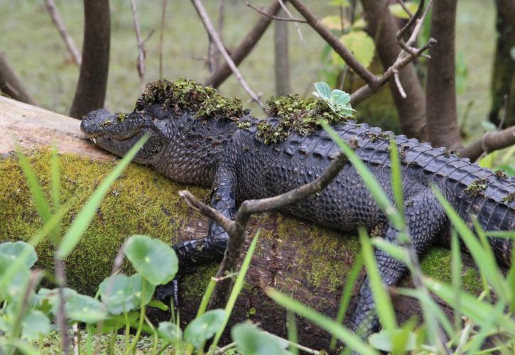 Gator at Hontoon Island State Park