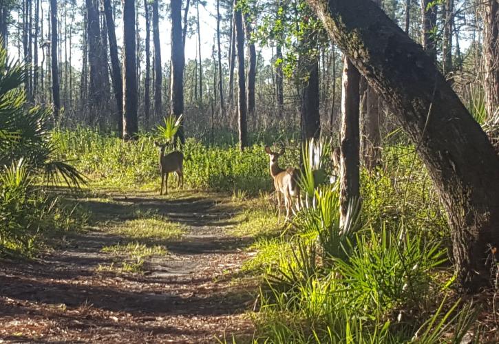 Nature trail at Hontoon Island State Park