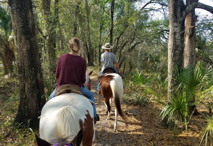 Horseback riding group riding through a wooded trail