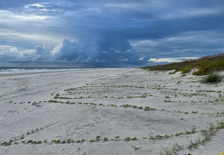 Dunes at Anastasia State Park