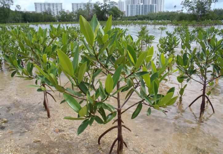 Oleta River State Park - Restoration