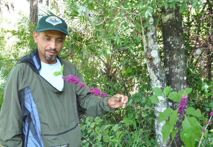 Man standing holding a plant of American Beautyberry