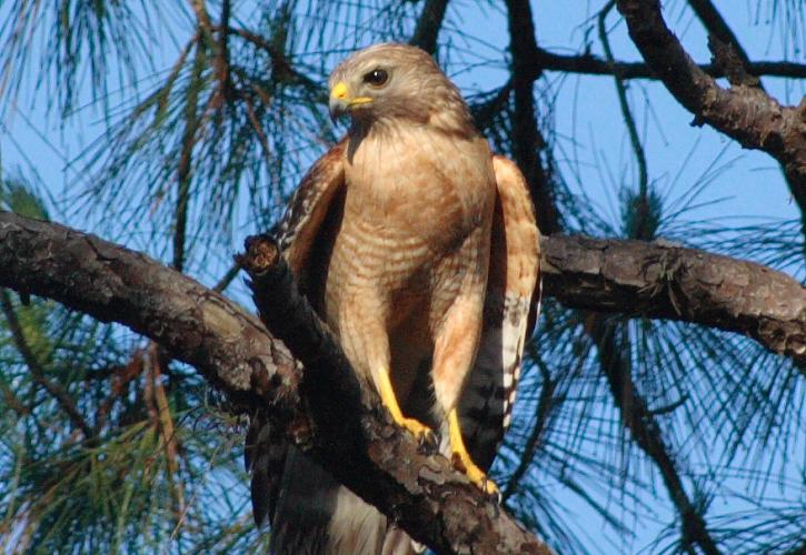 A hawk perched on a branch.